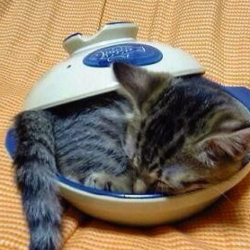 skill1400muripo's profile picture. あれ!？ トップランカーのぽんたさんじゃないですか!!っといえば自分の事です← さすがに音ゲーは引退して見学勢で歴代更新を応援しております。 ディスクアップやアクロス台をこよなく愛すアルティメットエンジョイ勢です(*´∀`) グラブル、白猫をメインで遊んでるのでよろしくお願いします。