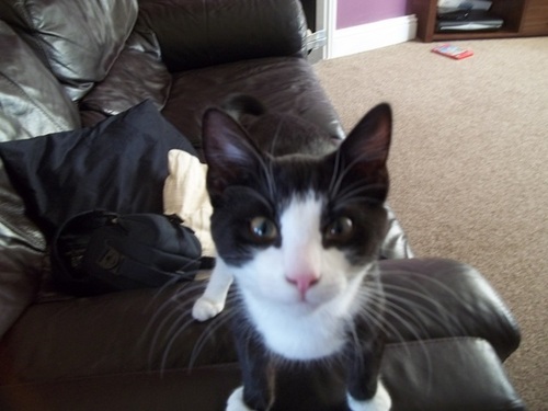 Cat of @misterross.  Follow him, he's pathetic and loves it. I know where the bodies are hidden.