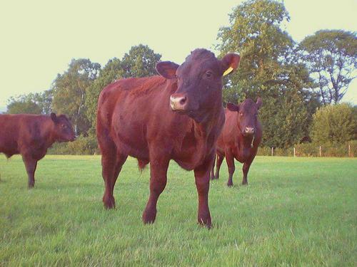 Hoopers Farm is a family farm dedicated to producing traditionally reared beef & lamb 
& running a Social Farming Programme.