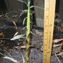 Bob Rawski - @BobsBamboo - Twitter