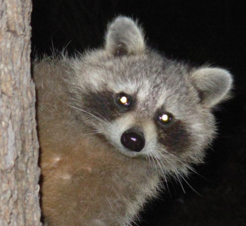 Children's author, educator and raccoon who has decided to not be here anymore.