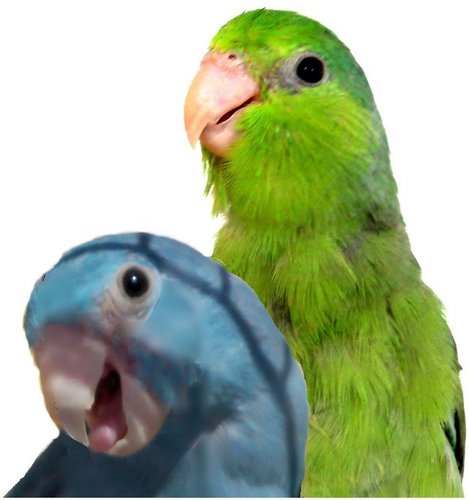 We are Ricky and Daisy, Two Parrotlets that love to eat, play and spend time with our daddy. Visit us at  http://t.co/nxB67tZ8t8