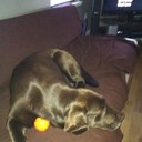 Steve Boley - @Junodog150 - Twitter