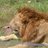 csafari4's profile image