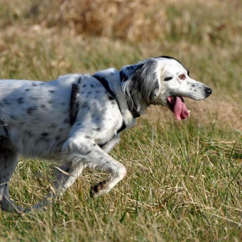 🐶🐈🐁🐘🐄🐖🐓🐇🐋
used to have 3 big dogs; now 1 midi.
science of behavior modification, +R & clicker training. Dominance free zone. Support rescue & shelters