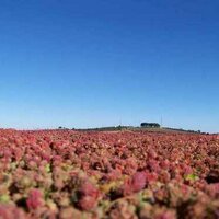 Polygrow (@polygrow) 's Twitter Profile Photo
