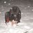 IvLak's profile image