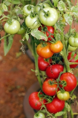 We review the top 10 diet programs and slimming clubs to help you choose
