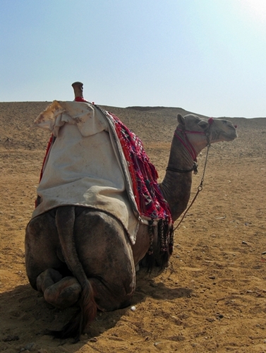 MA student of political science focus Middle East | world citizen by heart | Syria, Egypt, Global Affairs |