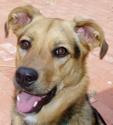 I'm a 4 yr old Shepherd-Hound w/ 2 sisters: Cali, a 7 yr old Border Collie-Retriever, & Phoenix, a 2 yr old JRT-mix. Our beloved Ginger crossed the Bridge 2/09.