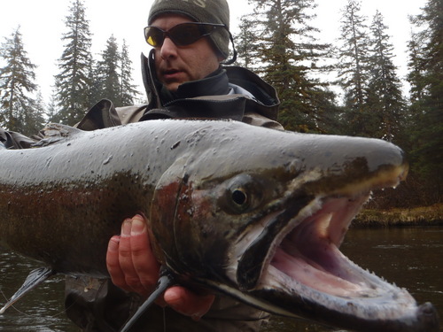 Wild Steelhead @massimofeliziani