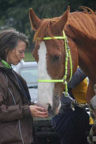 Magnetiseur ~ Energetisch dierentherapeut. Ik activeer het zelfherstellend vermogen van dieren. Gespecialiseerd in paarden en honden.