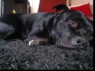Hi K9 Friends' Im a 1Yr Old Friendly StaffordShire Bull Terrier, You Can Follow My Daddy @JackJones96