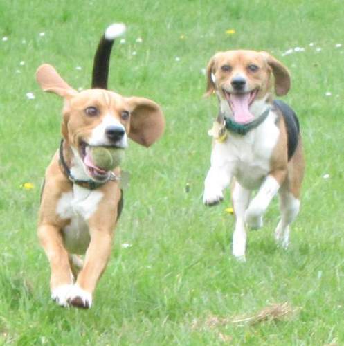 We are two 8 yr old beagles from sunny Wirral with our baby girl Tess who is 4. We love to chew socks & shoes, raid the waste bin and chase balls.