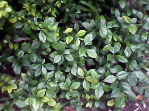 _landscape's profile picture. Bikin Taman, batu dinding dll. Sms : 085793049356