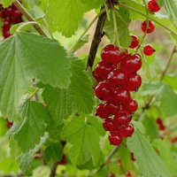 Jāņoga (@ribes_rubrum) 's Twitter Profile