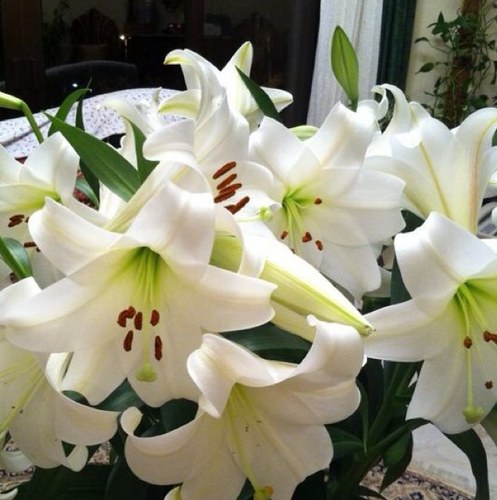 Susuhope's profile picture. اللهم اجعلني كالغيث أينما حل نفع