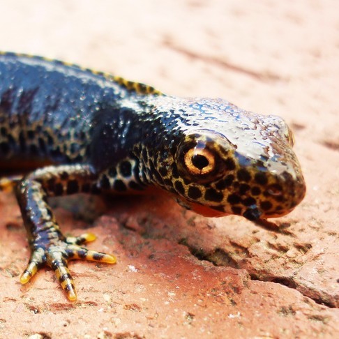 flintenmolch's profile picture. 