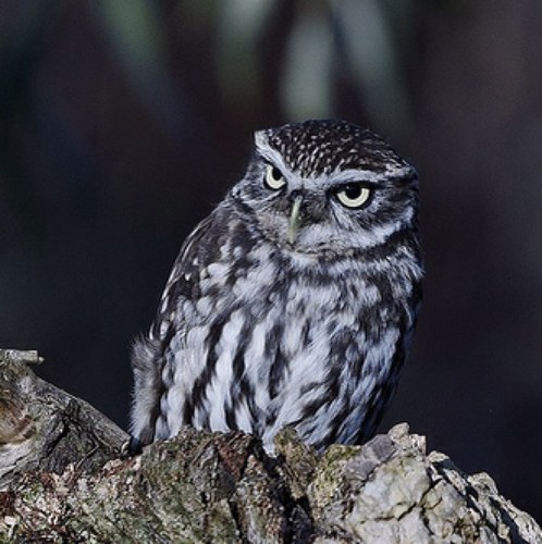 NW11851's profile picture. Spreadsheet & database enthusiast. Amateur photographer. Cat lover. Genealogist. Canal enthusiast.