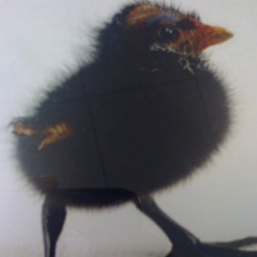 scarletbookend's profile picture. 