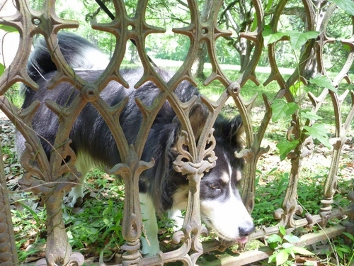 MoonshineFarms's profile picture. A girl, a boy, a husky, 3 chickens, 1 feral cat, & almost 2acres. Love, laughter, great friends, cider and a heart of art & poetry. Craziness ensues!