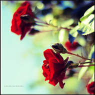 AlmMaram Profile Picture