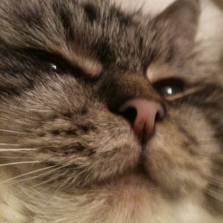 TheeFilmCat's profile picture. 