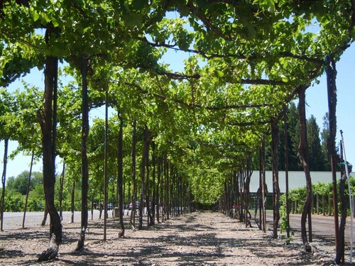 Budoh39's profile picture. 