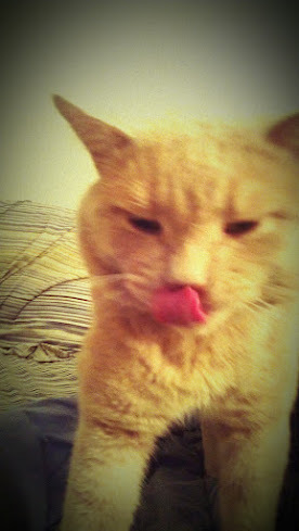 Chester_the_Cat's profile picture. i'm just an average cat with an above average Twitter.