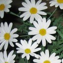 Carol Sullivan - @CarolSullivan17 - Twitter