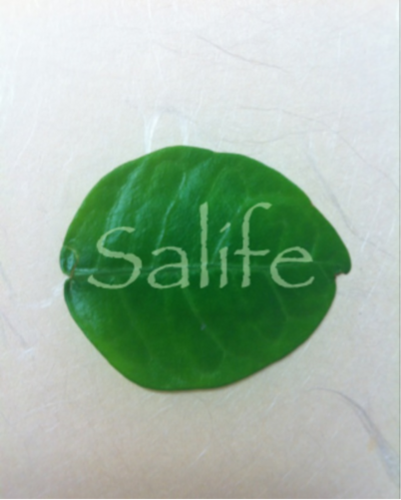 SALOON+life=salife
人との出逢いから始まるライフスタイルに楽しさを広げるため発信し続けるストア。
定期的に集まり変わるモノを販売。
モノ出逢い募集
フリースペース貸
‥…………………………
インテリア コスメ販売
B.W.C store
retaW
ARK TRADING
LIXTICK