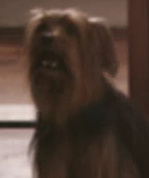 Cachorro de Carminha e do Batata no passado... au au au #AvenidaBrasil