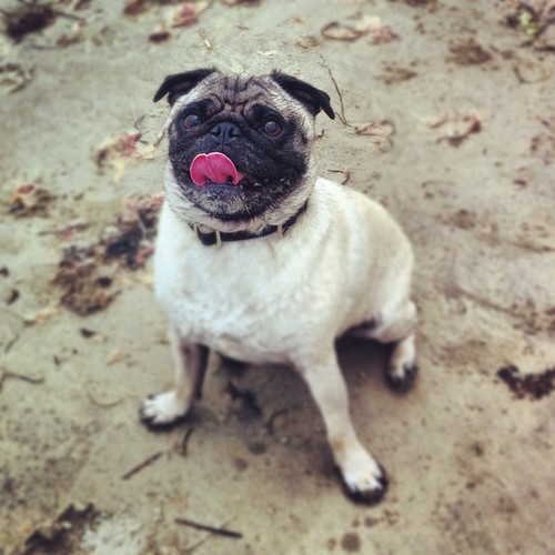 AAbbottBC's profile picture. Boston | feel my ubiquity #GFOP #COYS #puglife