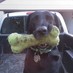 TheSpartanDog (@thespartandog) Twitter profile photo
