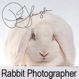 RabbitPhotog's profile picture. ♿ Photographer of Cute & Fluffy Bunnies