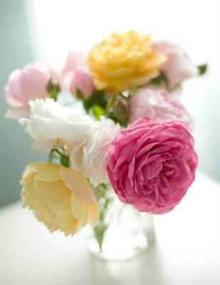 rosa_savage's profile picture. Stay committed to your decisions, but stay flexible in your approach. -Tony Robbins