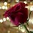 alrreem_q8's profile image