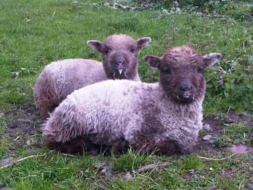 RareBreedsScot's profile picture. Keeping and promoting rare, native & minority breeds of everything from pigs to poultry.