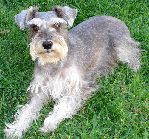 The adventures of the miniature schnauzer named Allie