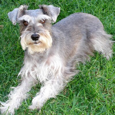 miniature schnauzer kijiji