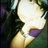 ayu febriani's Twitter (X) avatar
