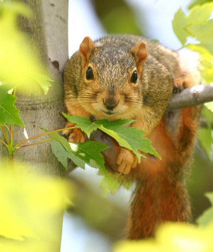 I'm a squirrel in Ann Arbor, a town that takes its squirrels seriously. On UM campus, no less. It's a good life. I'll take that peanut from you now good sir.