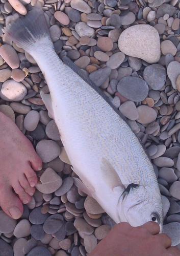 Pesca al surfcasting, consejos, trucos, horarios y estado de la playa