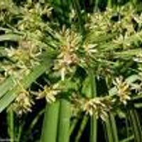 Carolina Silva (@caracoli) 's Twitter Profile