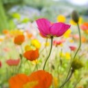 vicki morrow - @lawaynamorrow - Twitter