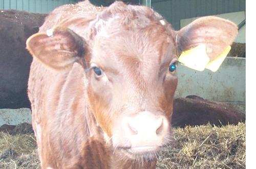 RDumbreck's profile picture. 