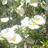 cardenas_cc's profile image