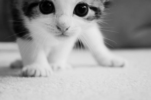 Meow*purrs*I'm Jules.A Young Kitten.My Mommey is @DesiredKaterina .I'm the sweetest and funniest Kitty on Twitter*smiles*I like to be cuddeld.