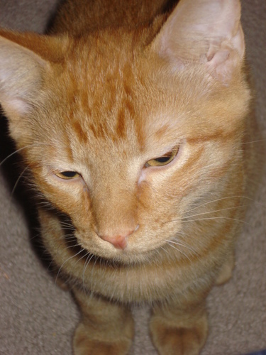 It's simple. I'm a cat. I travel the streets of Calgary to keep you posted on traffic. Lover of tuna, catnip and cuddles. Hater of dogs and bad traffic.