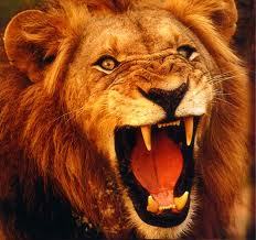 Grrrrr SEO Monster